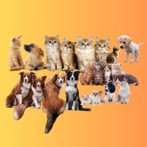 Pets